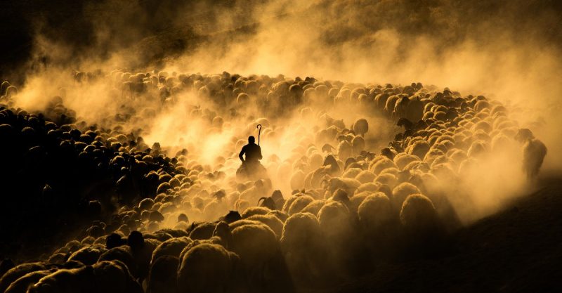 A Week in Pictures: From Highland Cows to Global Conflicts
