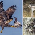 A Shockingly Light Sentence: Virginia Hunter’s Eagle and Hawk Massacre