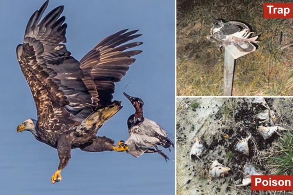 A Shockingly Light Sentence: Virginia Hunter’s Eagle and Hawk Massacre