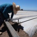ICE Raids: A Recipe for Economic Chaos?