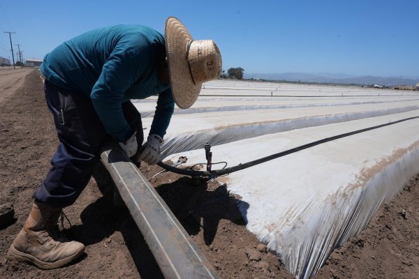 ICE Raids: A Recipe for Economic Chaos?