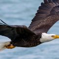 Soaring to New Heights: The Bald Eagle’s Official Status and its Significance for Native Americans