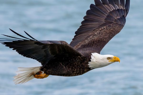 Soaring to New Heights: The Bald Eagle’s Official Status and its Significance for Native Americans