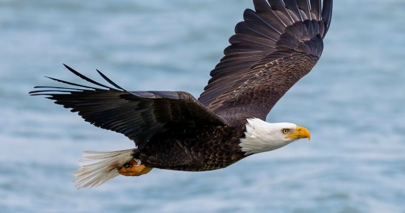 Soaring to New Heights: The Bald Eagle’s Official Status and its Significance for Native Americans