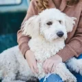 Would You Date Your Pet? AI Reveals Surprising Truths About Our Furry Friends