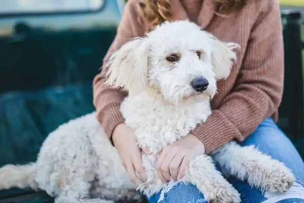 Would You Date Your Pet? AI Reveals Surprising Truths About Our Furry Friends