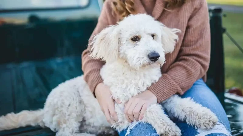 Would You Date Your Pet? AI Reveals Surprising Truths About Our Furry Friends