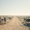 The Future of Food: A Brutal Trade-Off?