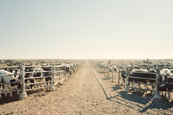 The Future of Food: A Brutal Trade-Off?