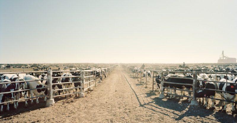 The Future of Food: A Brutal Trade-Off?