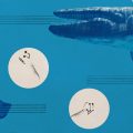 The Silent Song of the Blue Whale: A Climate Change Warning?