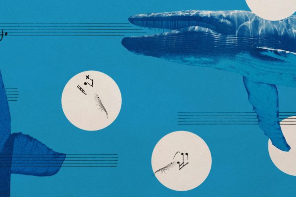 The Silent Song of the Blue Whale: A Climate Change Warning?