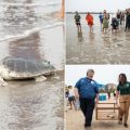 Elton the Turtle’s Triumphant Return to the Atlantic!