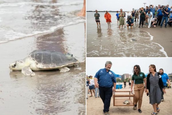 Elton the Turtle’s Triumphant Return to the Atlantic!