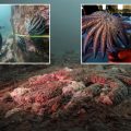 Sea Star Massacre Solved: The Mystery Behind Billions of Dead Stars