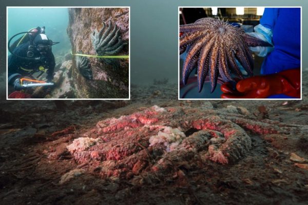 Sea Star Massacre Solved: The Mystery Behind Billions of Dead Stars
