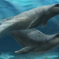 Meet Janjucetus dullardi: The Deceptively Cute, Razor-Toothed Ancient Whale