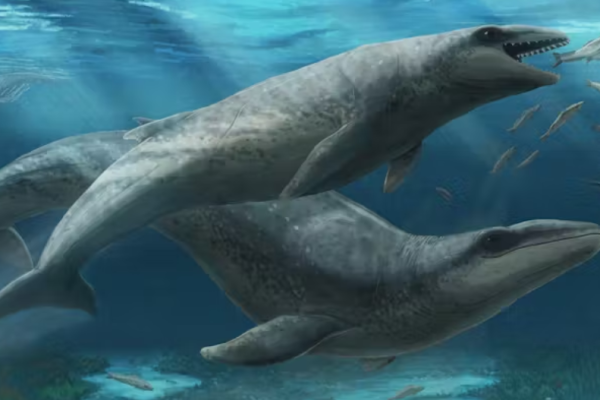Meet Janjucetus dullardi: The Deceptively Cute, Razor-Toothed Ancient Whale