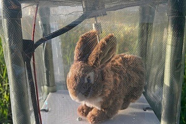 Robot Rabbits: The Everglades’ Unexpected Weapon Against Invasive Pythons