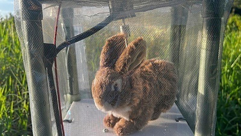 Robot Rabbits: The Everglades’ Unexpected Weapon Against Invasive Pythons